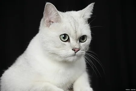 寵物貓飼養必備知識